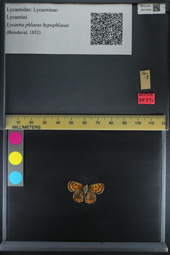 Media type: image;   Entomology 213342